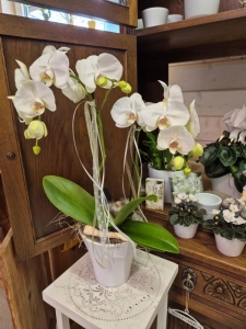 Rupp Blumenladen/Aadorf Elgg