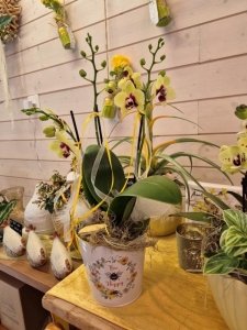 Rupp Blumenladen/Aadorf Elgg