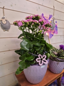 Rupp Blumenladen/Aadorf Elgg